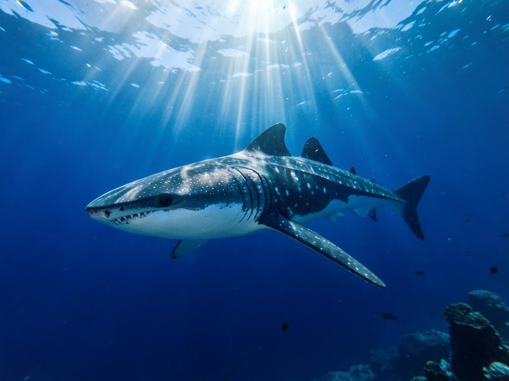 Marine Life